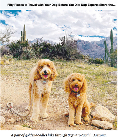 50 Places To Travel With Your Dog Before You Die